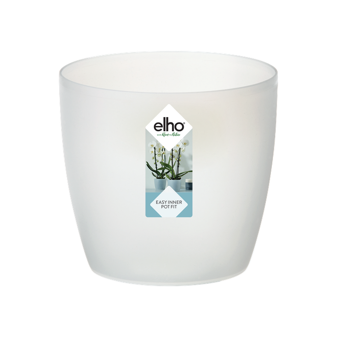 brussels orchidee 12,5cm transparent